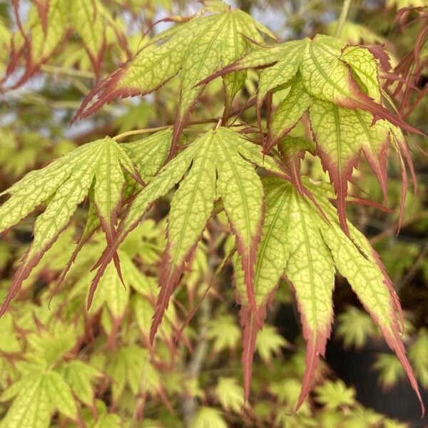 Acer palmatum 'Phantom Flame' Japanese Maple