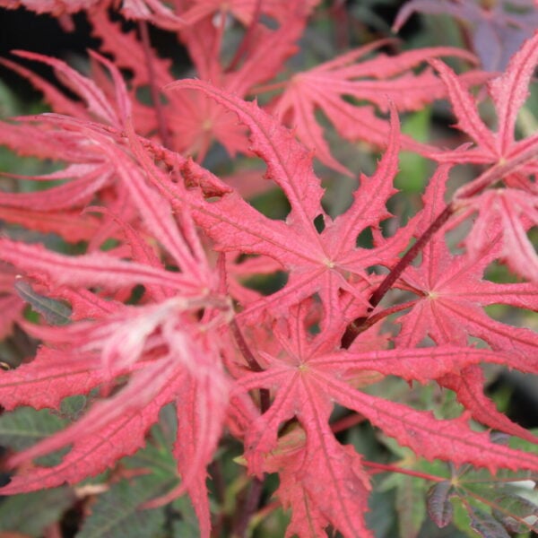purple ghost maple for sale
