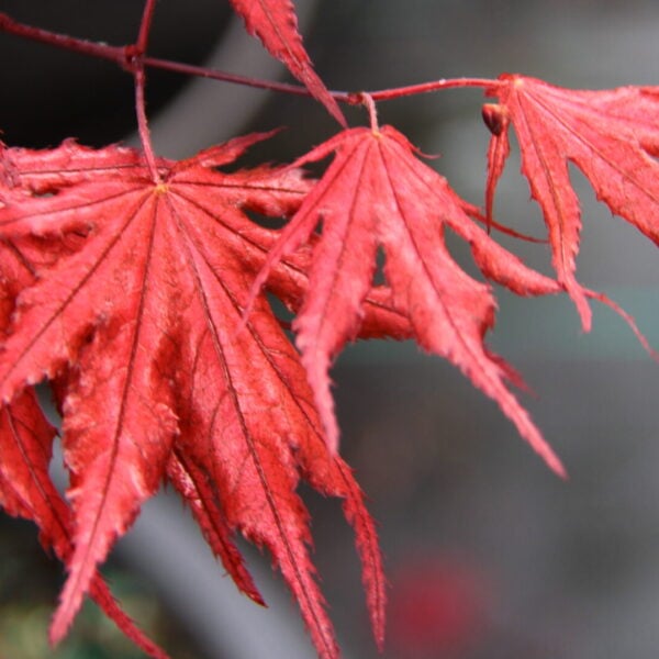 Japanese maple purple ghost