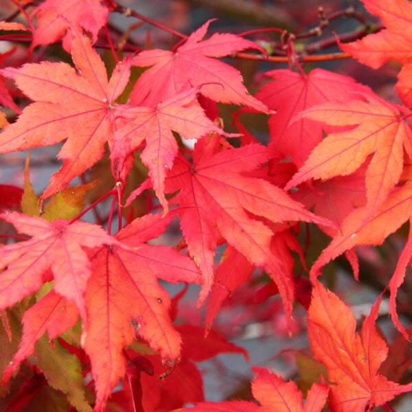 purple ghost japanese maple hedge
