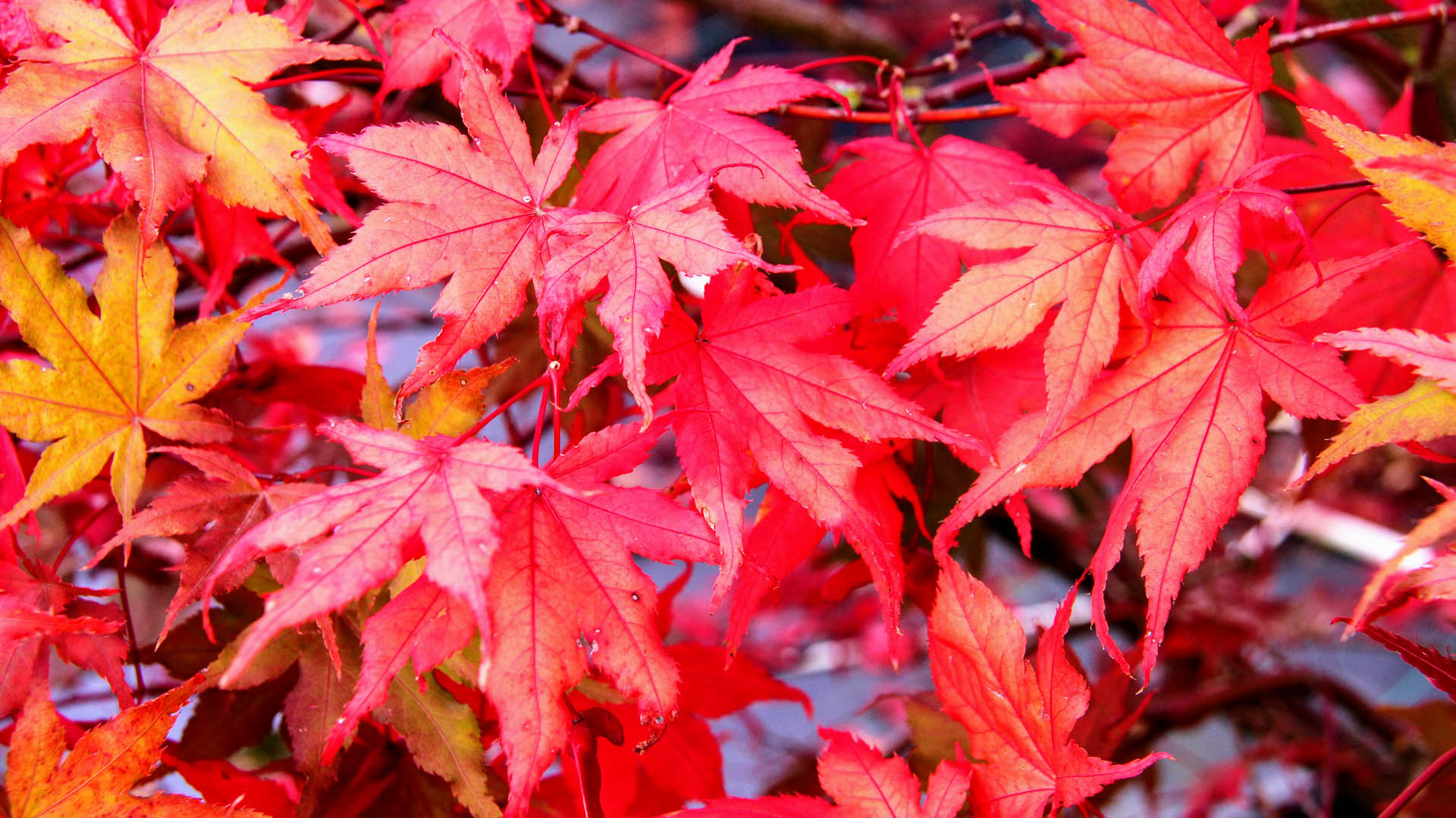 acer purple ghost acer purple ghost