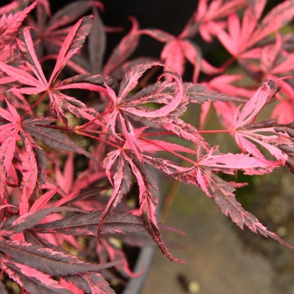 Acer palmatum 'Rainbow'  Japanese Maple