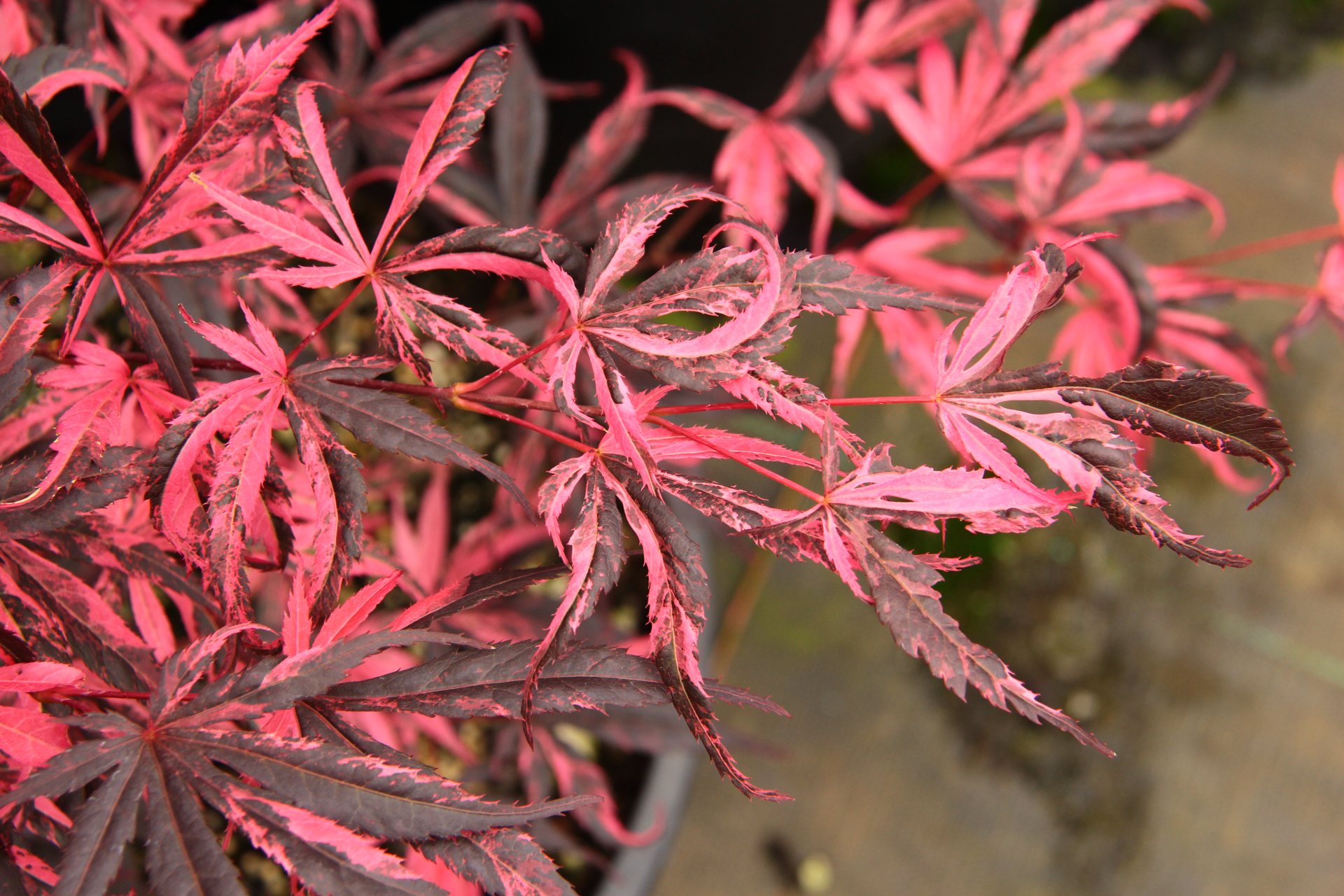 Acer-palmatum-Rainbow