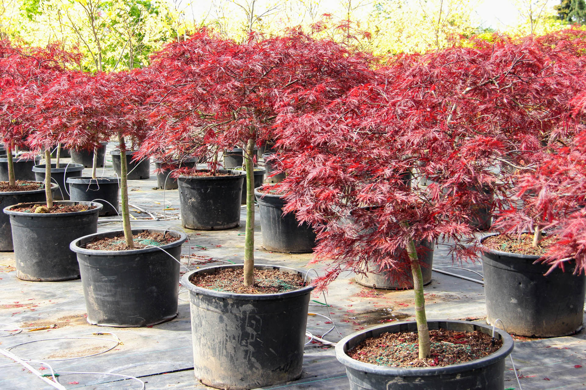 red dragon maple