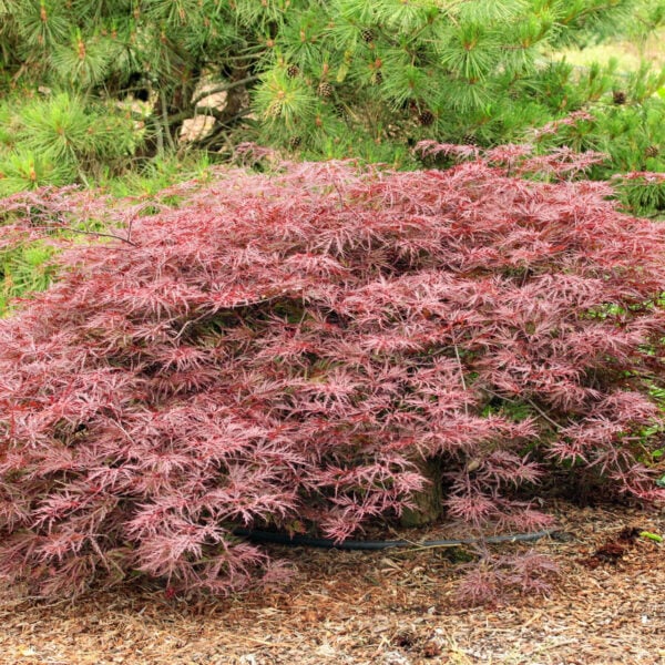 acer palmatum red dragon