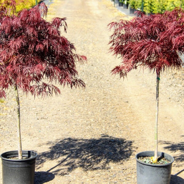 Dragon Japanese Maple