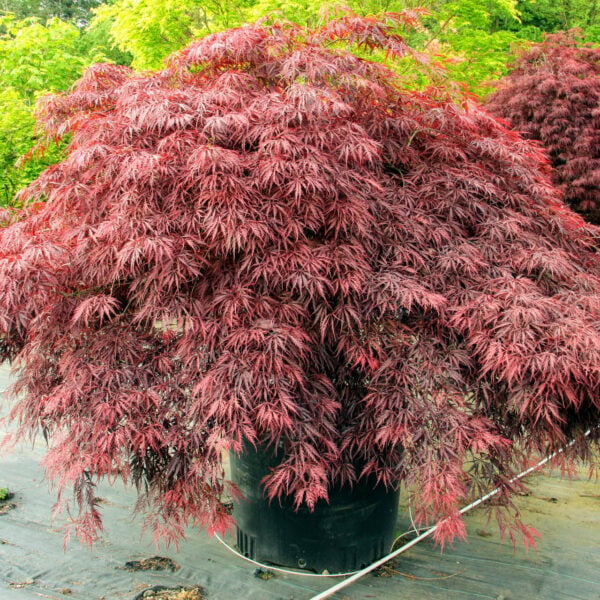 red dragon japanese