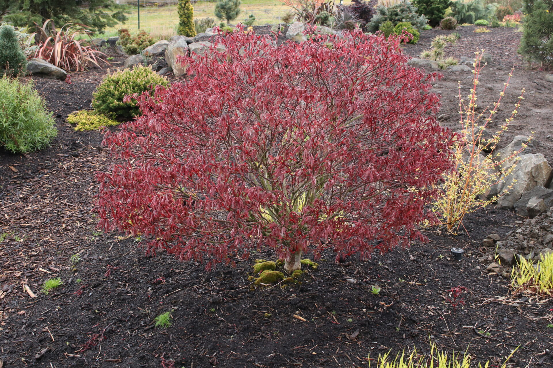 Acer-palmatum-Rhode-Island-Red