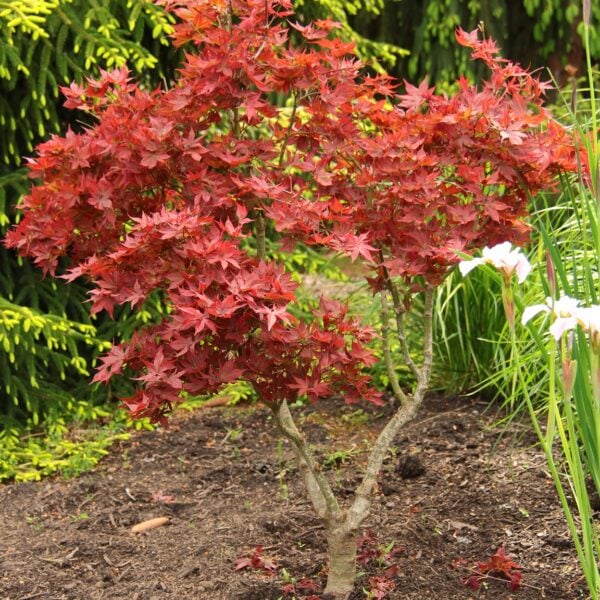 Acer palmatum 'Ruby Star' Japanese Maple