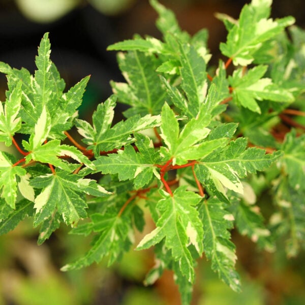 Acer palmatum 'Ryugu'  Japanese Maple