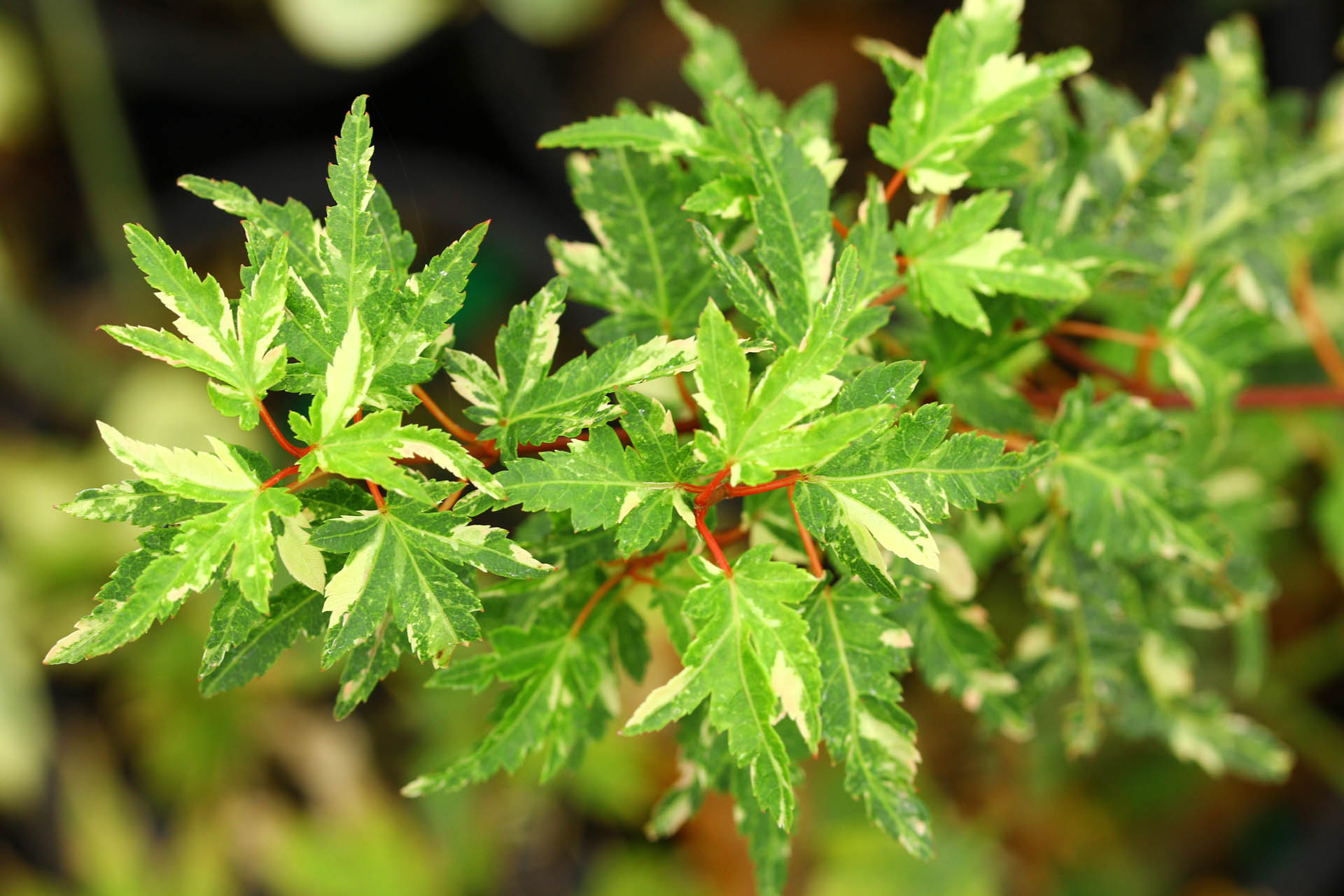 Acer-palmatum-Ryugu