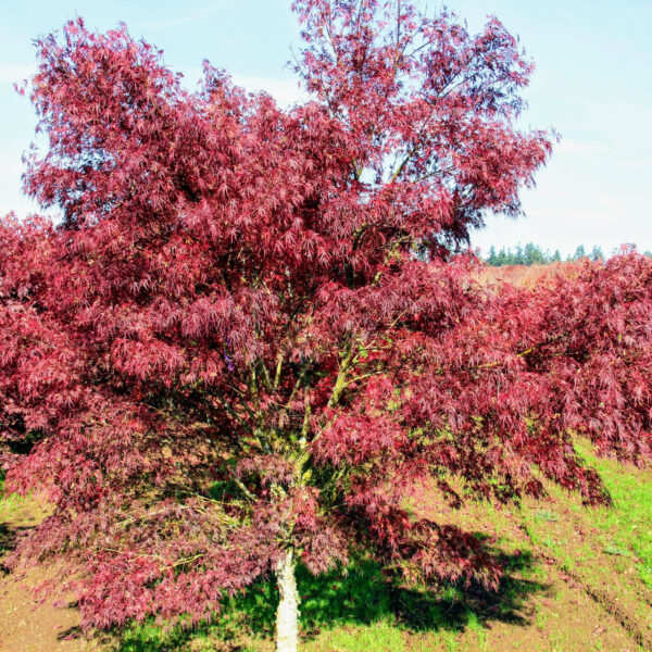 acer seiryu japanese maple