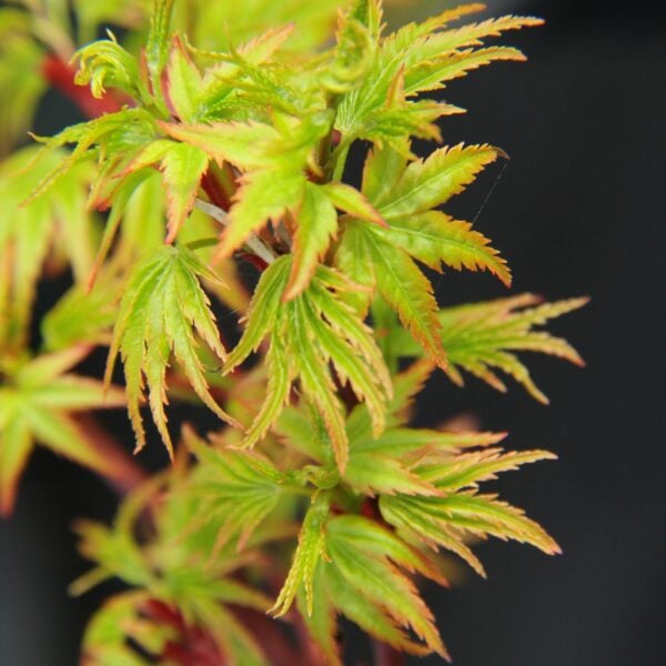 Acer palmatum 'Sharp's Pygmy'