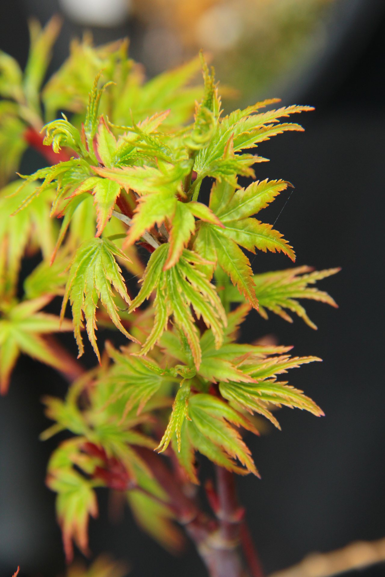 Acer palmatum 'Sharp's Pygmy'