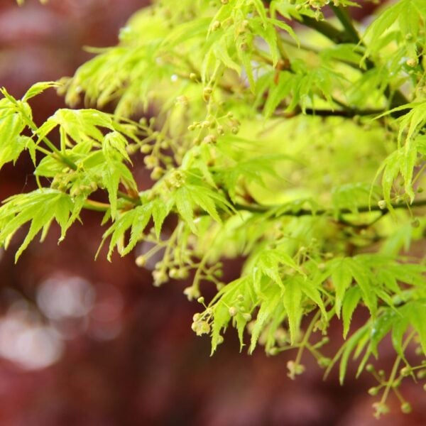 Acer palmatum 'Shidava Gold' Japanese Maple