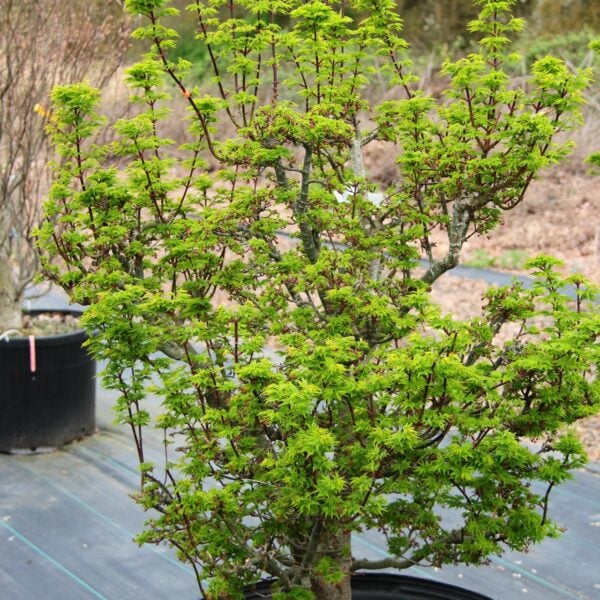 Shishigashira Japanese Maple
