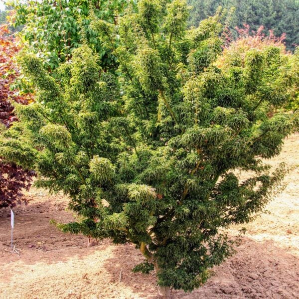 Shishigashira Japanese Maple