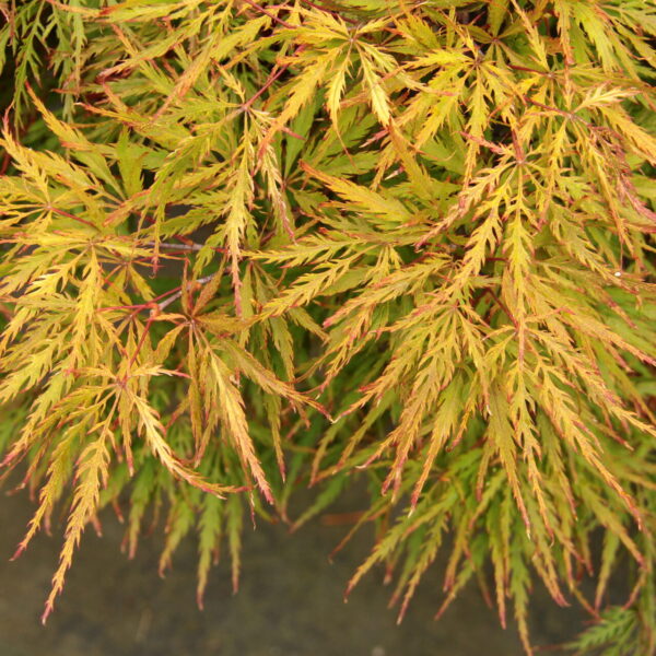 acer palmatum sunset