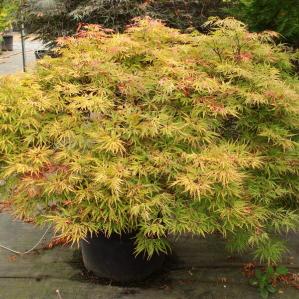 japanese sunset maple