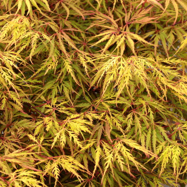 sunset japanese maple