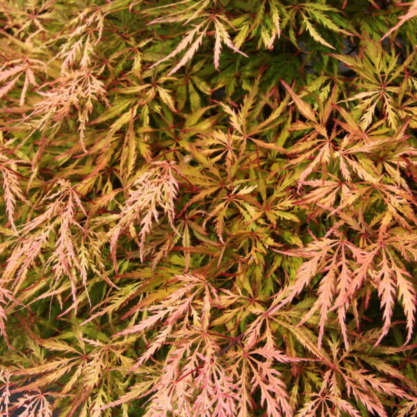Sunset maple for sale