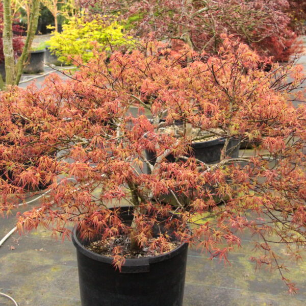 multicolored sunset Japanese Maple