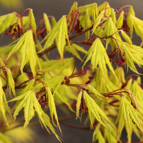 Acer palmatum 'Tiger Rose' Japanese Maple