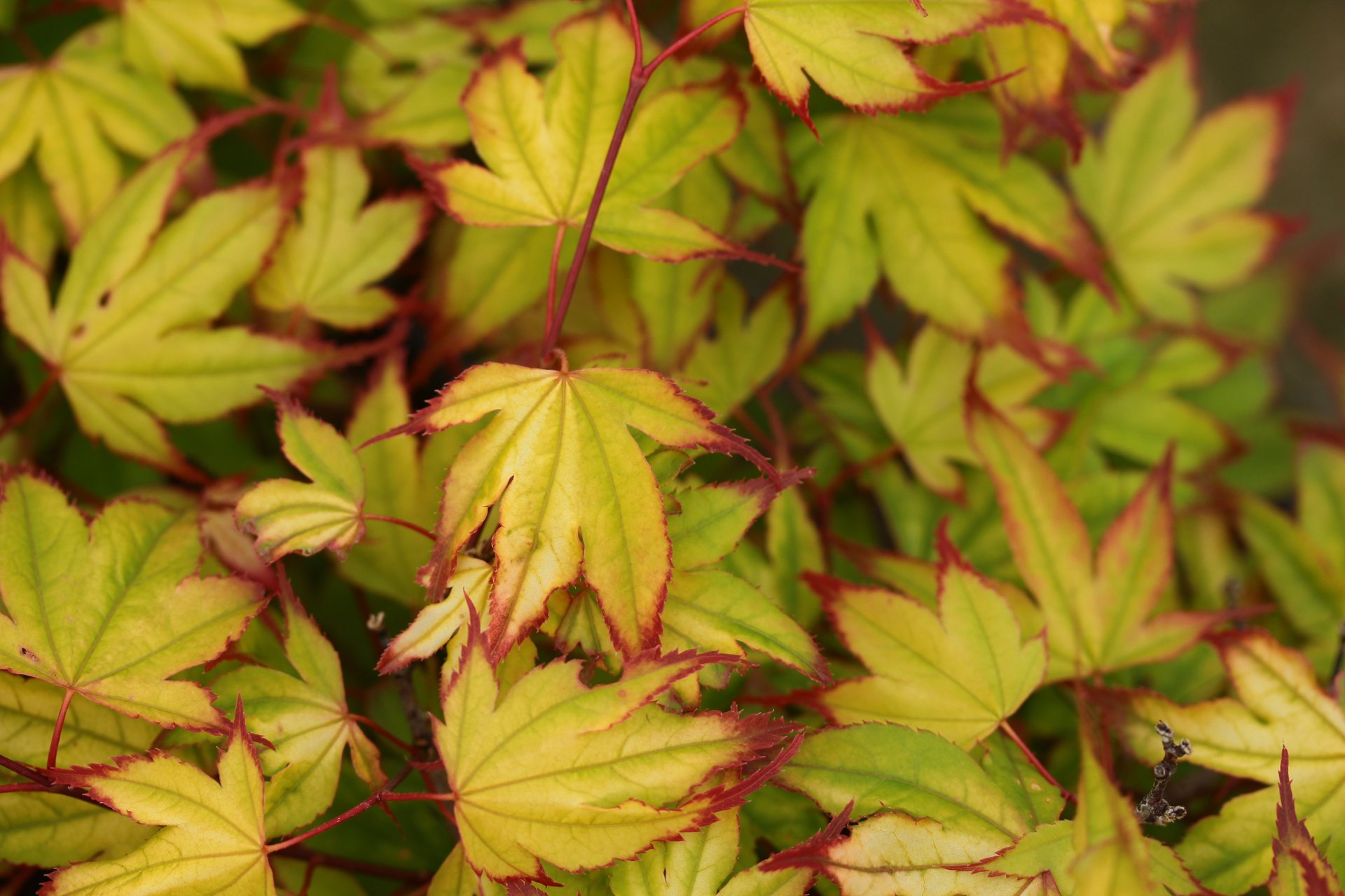 Acer-palmatum-Tsuma-beni-3