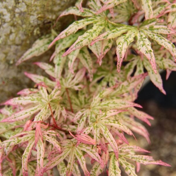 ukigumo japanese maple