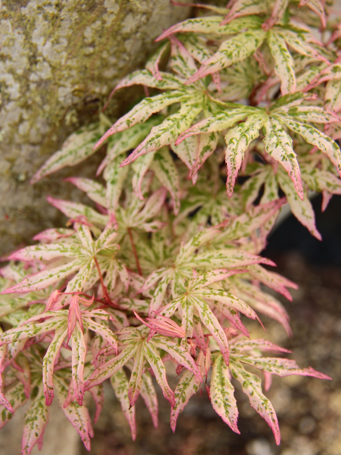 Acer palmatum ‘Ukigumo’