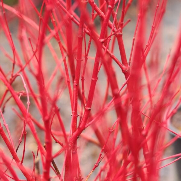 Acer palmatum 'Winter Flame' Japanese Maple