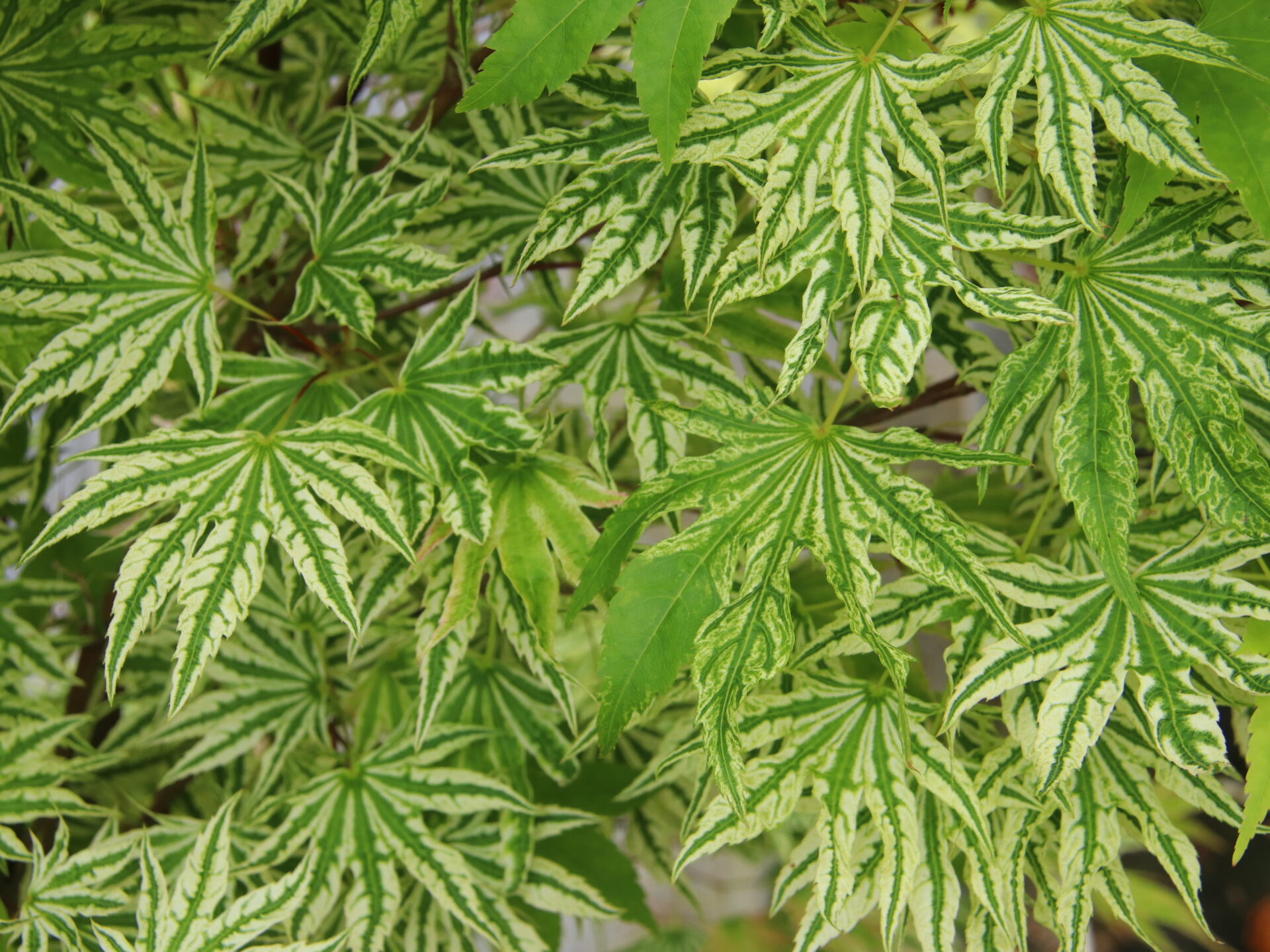 Acer-palmatum-Yama-nishiki-