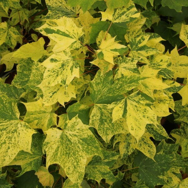 Acer pictum ssp. mono 'Hoshi yadori' Painted Maple