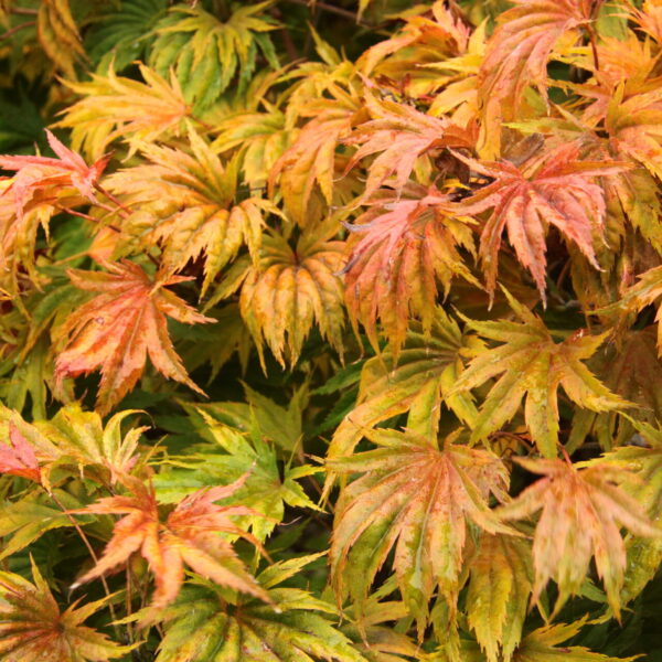 Acer shirasawanum 'Bashful' Japanese Maple