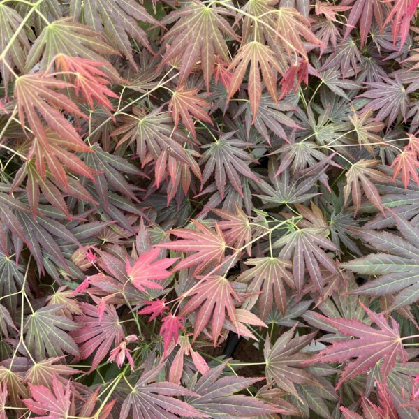 Acer shirasawanum 'Johin' Full Moon Maple