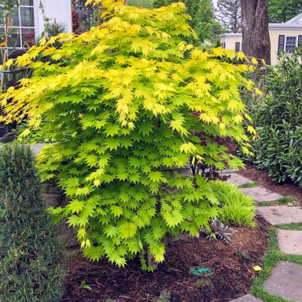 Acer shirasawanum 'Jordan' Full Moon Maple
