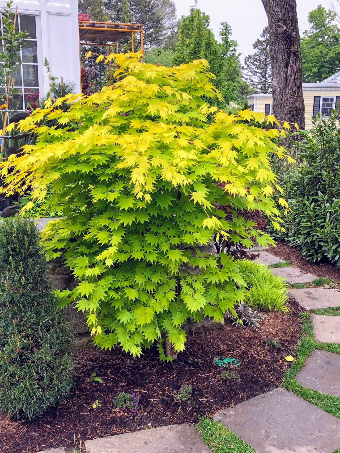 Acer shirasawanum Japanese Maple | Kingdom