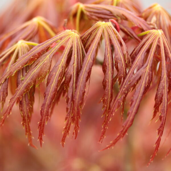 acer shirasawanum kawaii