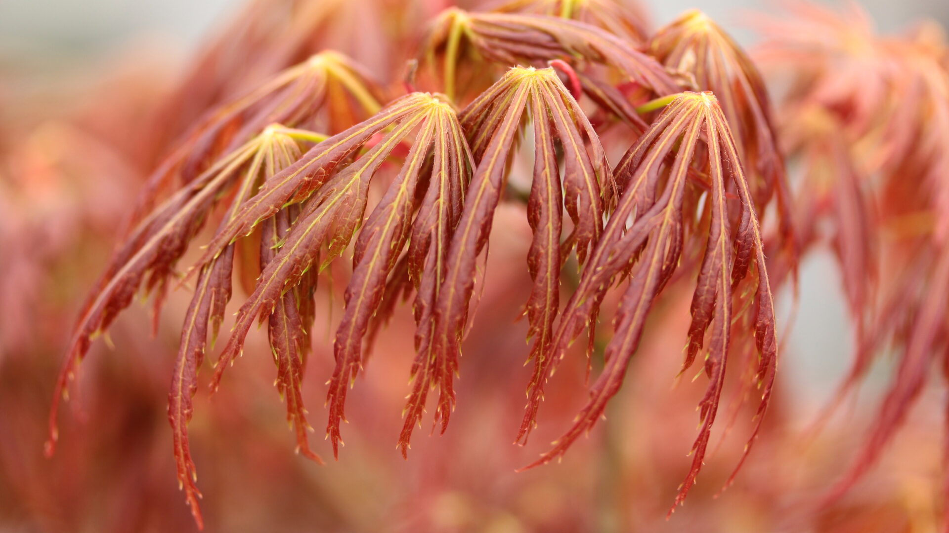 acer shirasawanum kawaii