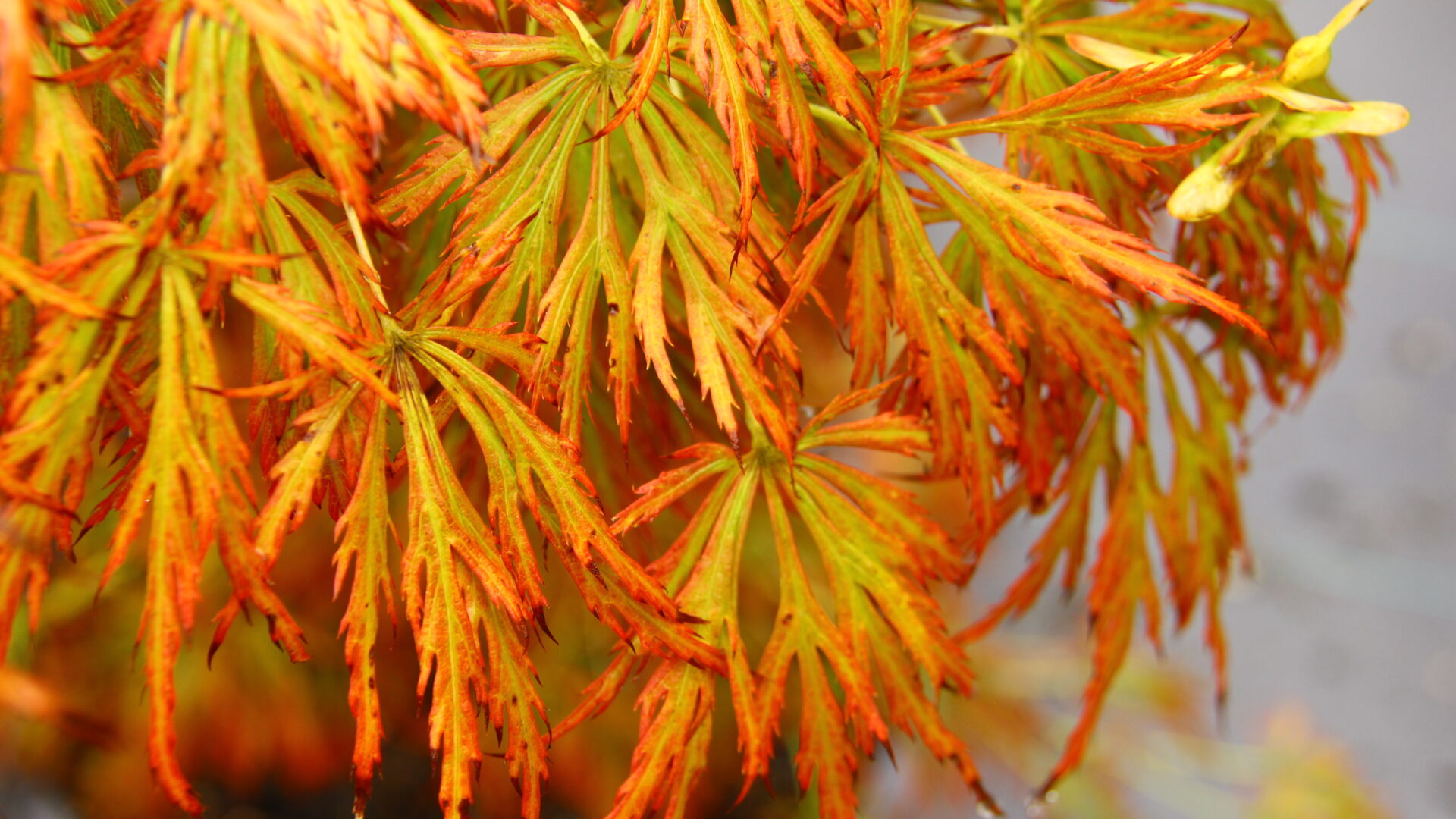 Kawaii Japanese Maple