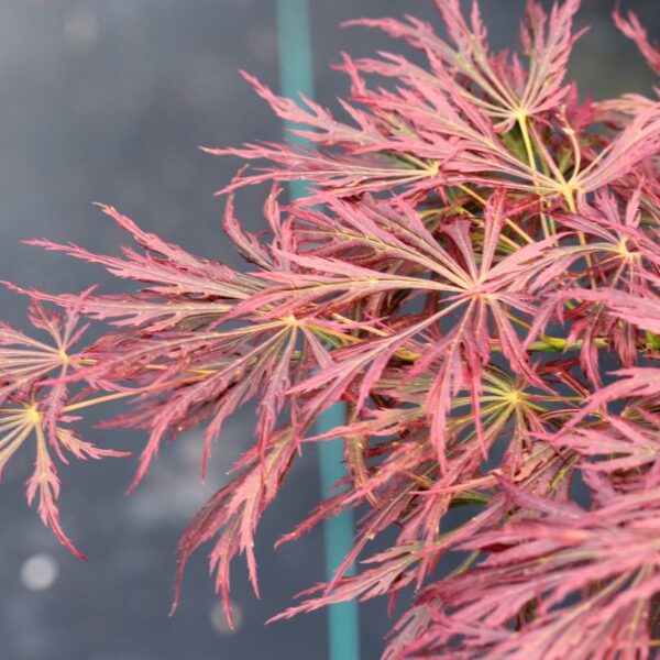 kawaii japanese maple for sale