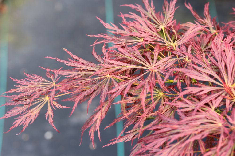 kawaii japanese maple for sale