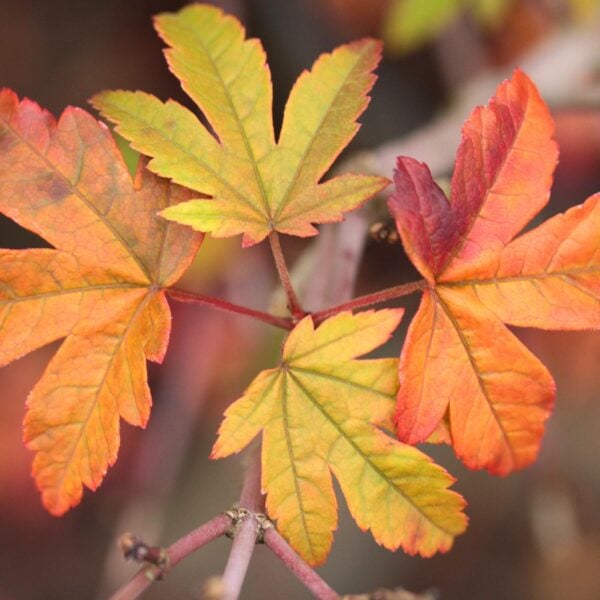 Acer shirasawanum 'Ogura yama' Full Moon Maple