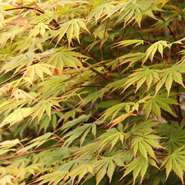 Acer shirasawanum 'Sensu' Full Moon Maple