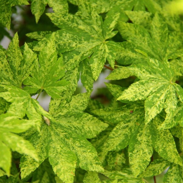 Acer sieboldianum 'Kumoi nishiki' Siebold Maple