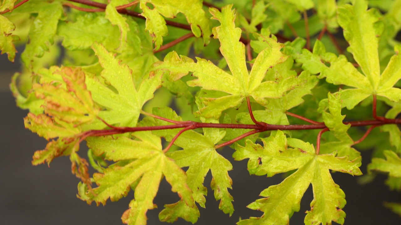 Acer-palmatum-Anne Irene