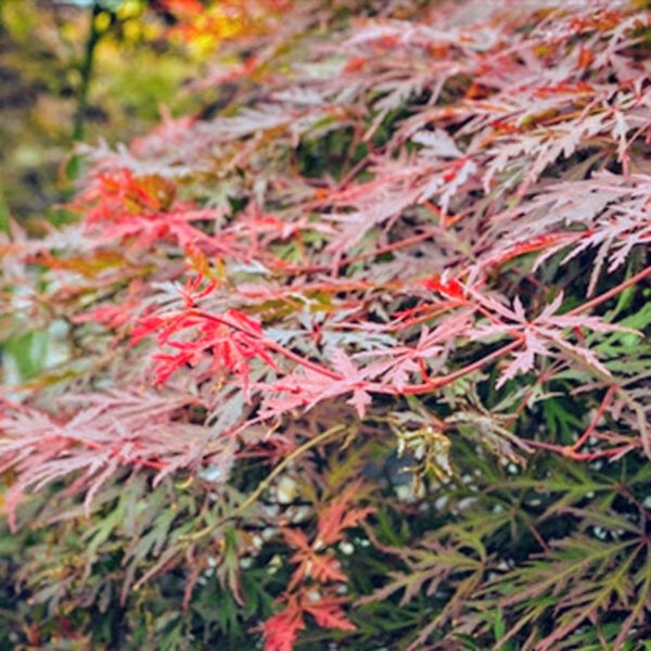 orangeola maple