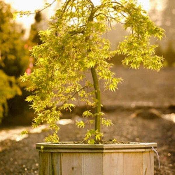 Acer palmatum 'Ryu sei' Japanese Maple