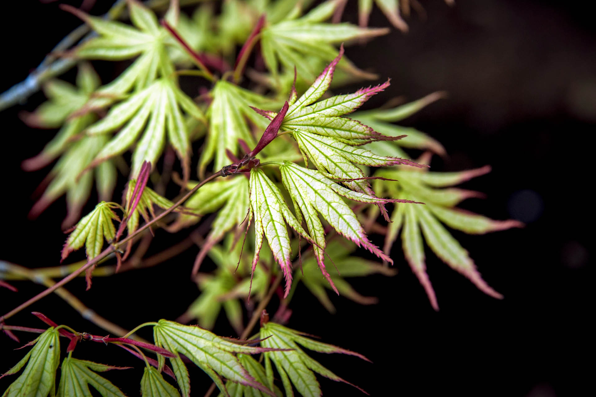 Acer palmatum 'Peaches and Cream' Japanese Maple Conifer Kingdom