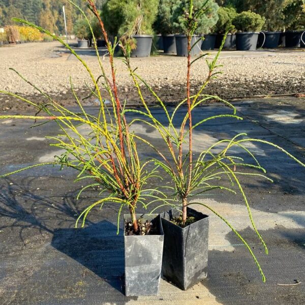 red cedar whipcord